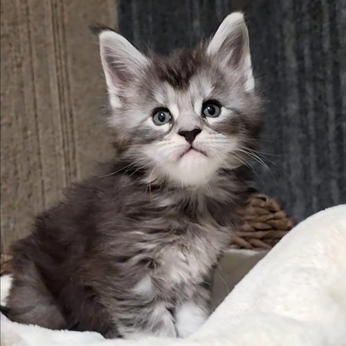 Screenshot_20251202_200251_Studio