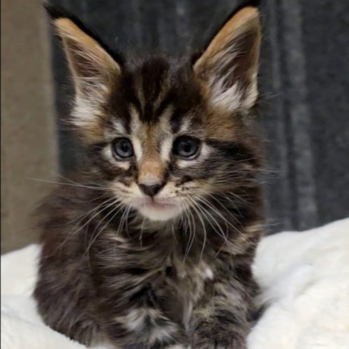 Screenshot_20251202_200835_Studio