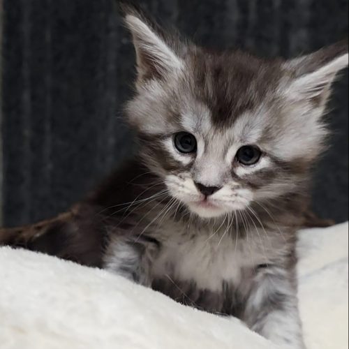 Screenshot_20251202_201126_Studio