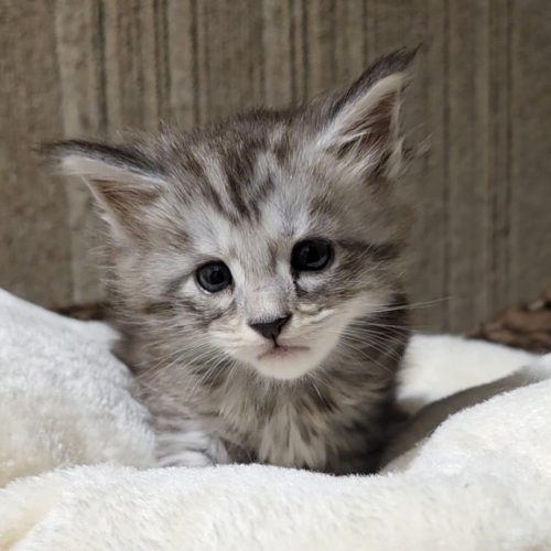 Screenshot_20251202_201318_Studio