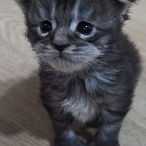 Screenshot_20260203_073541_Gallery